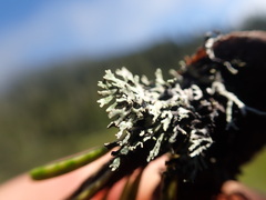 Hypogymnia hultenii