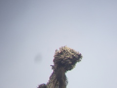 Acroscyphus sphaerophoroides