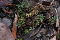 Xanthosia