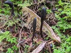 Geoglossum glabrum