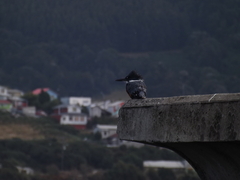 Megaceryle torquata stellata