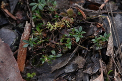 Xanthosia