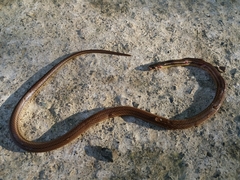 Tantilla melanocephala