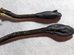 Geoglossum glabrum