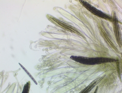 Geoglossum glabrum