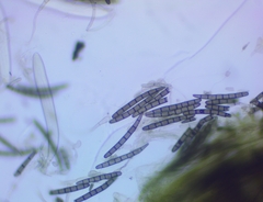 Geoglossum glabrum