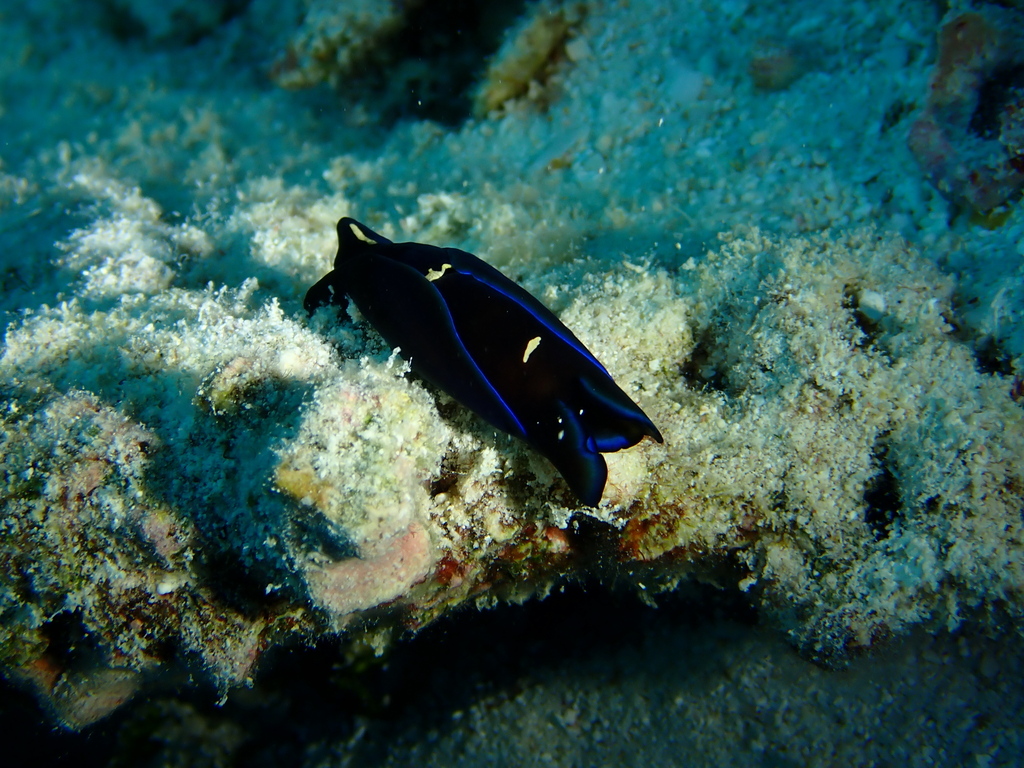 Gardiner's Headshield Slug