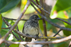 Camarhynchus heliobates