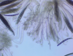Geoglossum glabrum