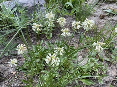 Penstemon confertus