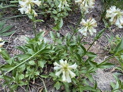 Penstemon confertus