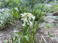 Penstemon confertus