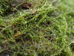 Fuscocephaloziopsis lunulifolia