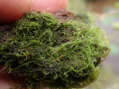 Fuscocephaloziopsis lunulifolia