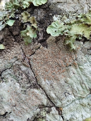 Haematomma persoonii