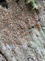 Haematomma persoonii