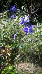 Aquilegia alpina