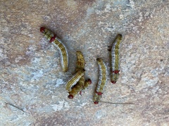 Oedemasia concinna