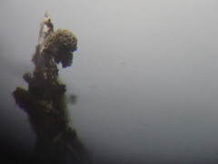 Acroscyphus sphaerophoroides