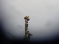 Acroscyphus sphaerophoroides