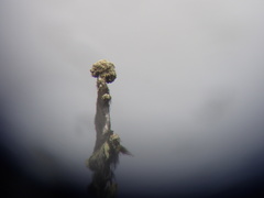 Acroscyphus sphaerophoroides