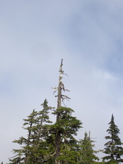 Acroscyphus sphaerophoroides