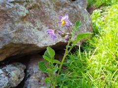Solanum demissum