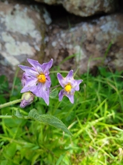 Solanum demissum