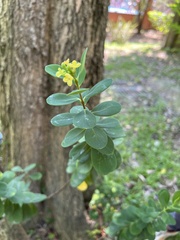 Wikstroemia retusa