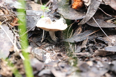 Singerocybe