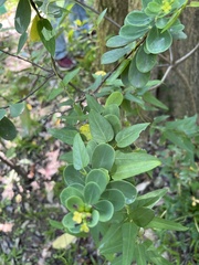 Wikstroemia retusa