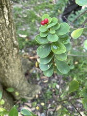 Wikstroemia retusa