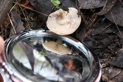 Singerocybe