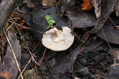 Singerocybe