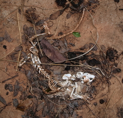 Cricetomys gambianus
