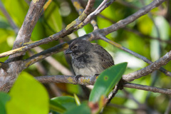 Camarhynchus heliobates