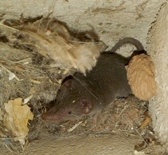 Crocidura hirta