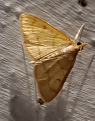 Helvibotys helvialis