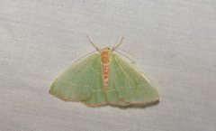 Nemoria rubrifrontaria