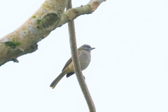 Pycnonotus blanfordi