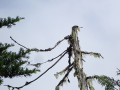 Acroscyphus sphaerophoroides