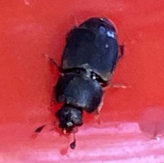 Caplothorax lugubris