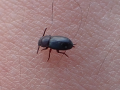 Conibius