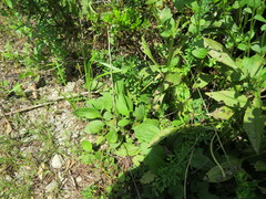 Rudbeckia tenax
