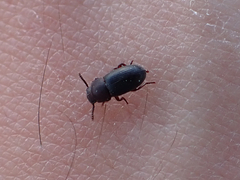 Conibius