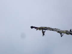 Acroscyphus sphaerophoroides