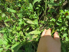 Rudbeckia tenax