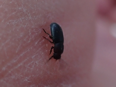 Conibius