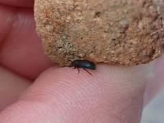 Conibius