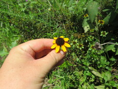 Rudbeckia tenax